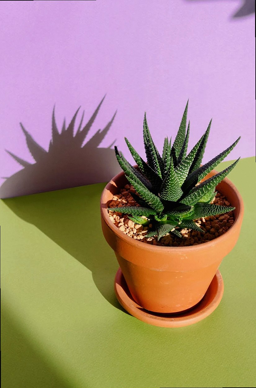 Echeveria 'Perle von Nürnberg'