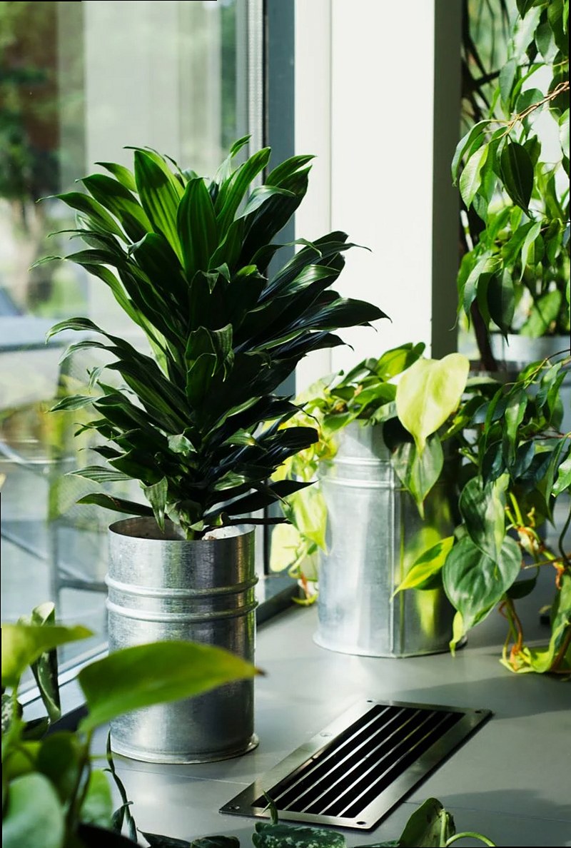 Ficus lyrata compacta