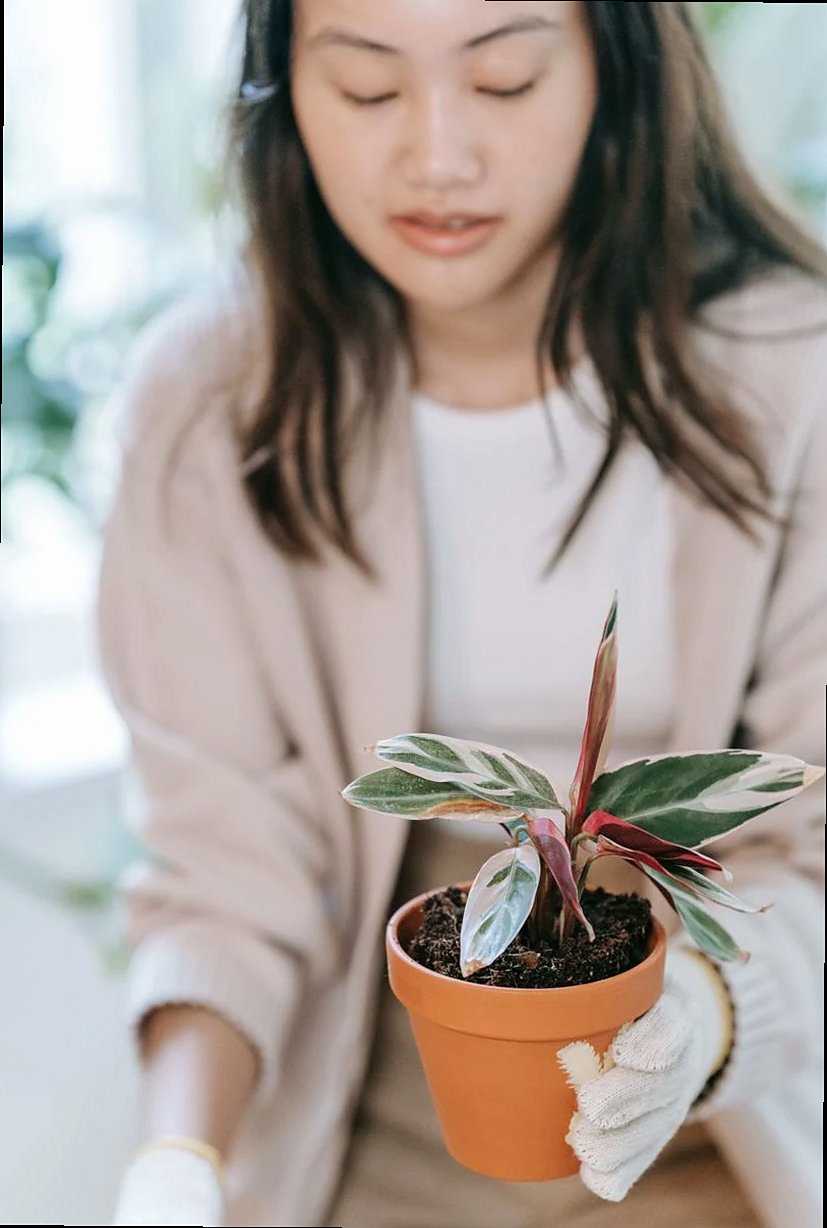 Calathea orbifolia